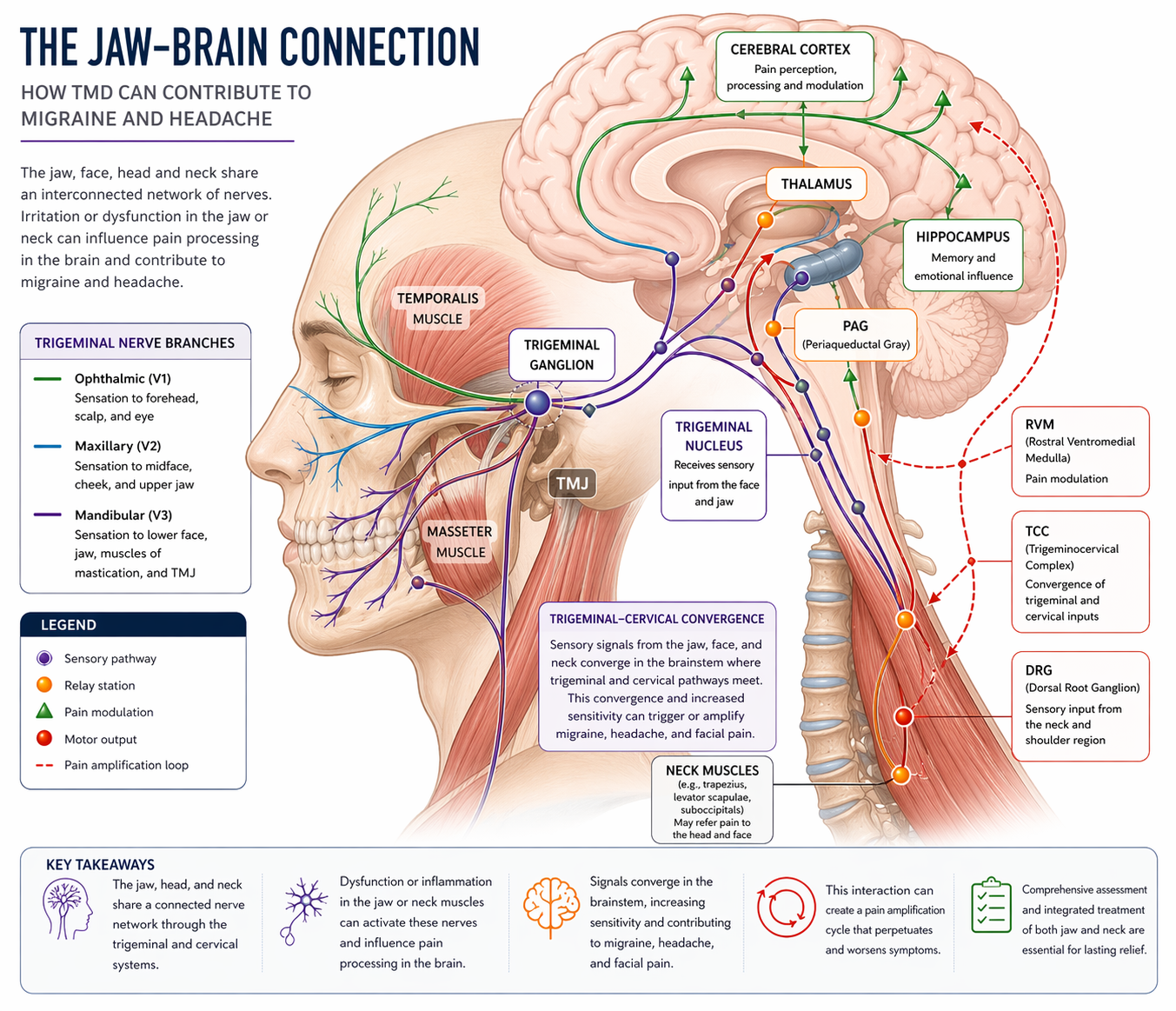 The Jaw-Brain Connection