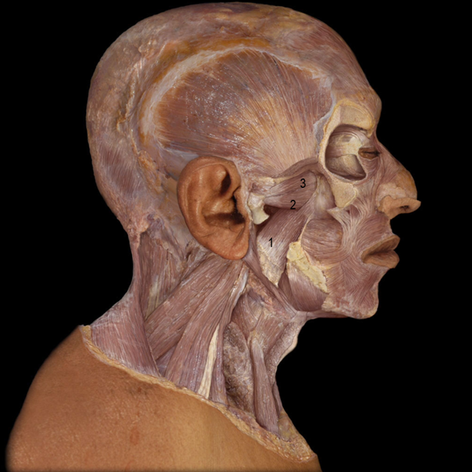 Can we or can we not palpate the inferior lateral pterygoid?
