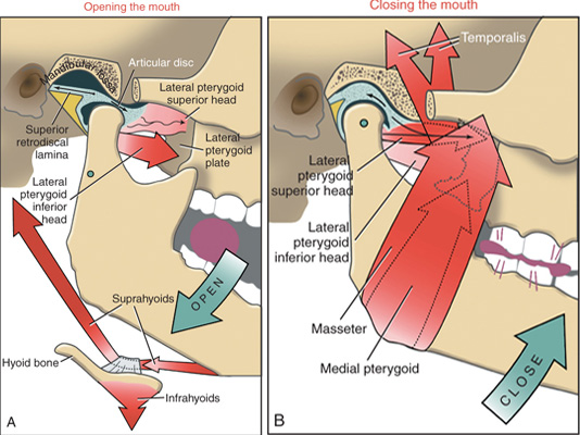 temporomandibular joint temporomandibular joint